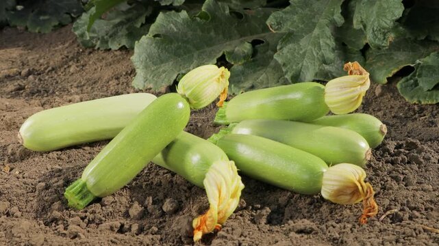 Fresh harvested zucchini placed on soil near plants, ripe green squash vegetables in garden, organic farming and agriculture, natural produce, healthy food and harvest concept