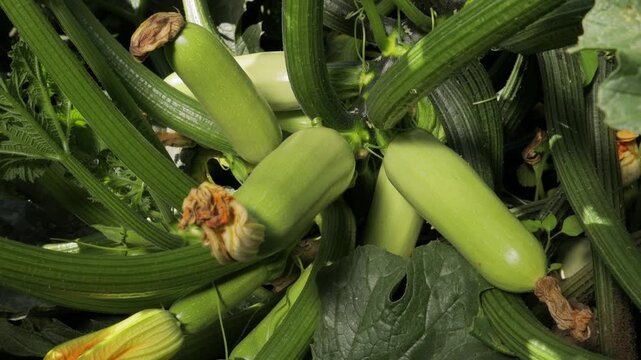 Close up of zucchini plant with multiple healthy fruits on vine, fresh green squash growing in garden, organic farming and crop development, natural agriculture and vegetable cultivation concept