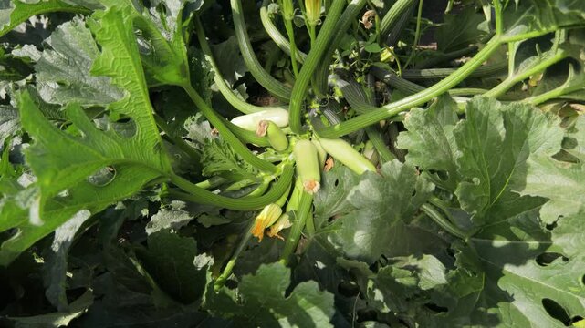 Healthy young zucchini growing on bush in farm field, close up crop growth and organic vegetable production