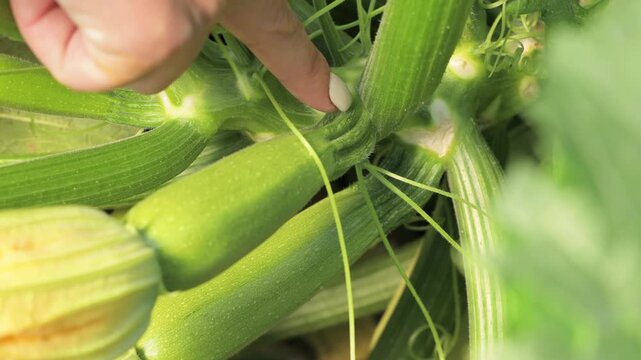 Agricultural specialist pointing at healthy zucchini fruit stem, close up plant development and crop inspection in farm field