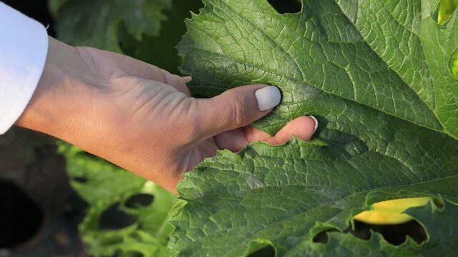Agricultural specialist showing healthy zucchini leaves with natural white variegation, close up plant health inspection in farm field