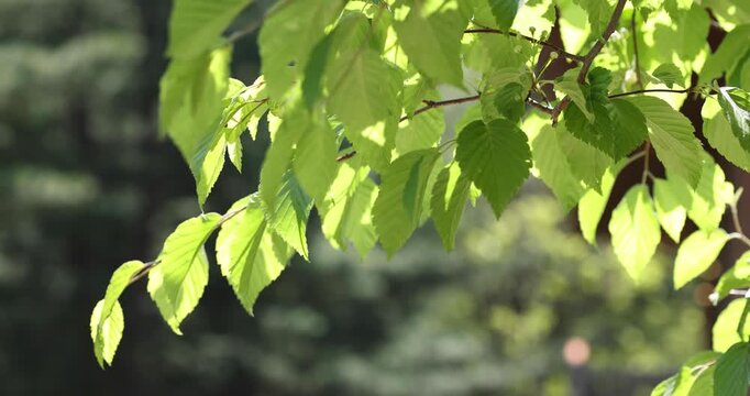 Leaves, Tree, in park, Seoul, South Korea