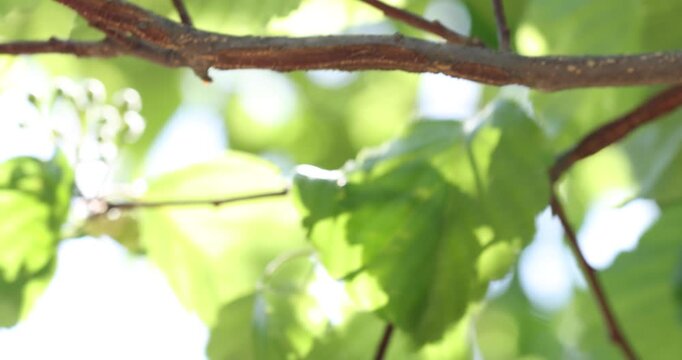 Leaves, Tree, in park, Seoul, South Korea