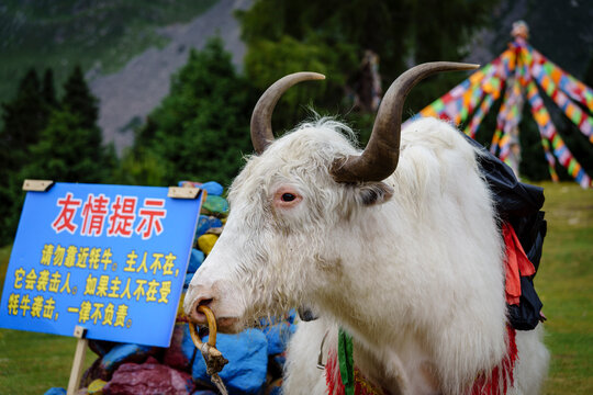White yak, Mugetsu National Park, Kangding Eastern Himalayas, Garze Prefecture, Sichuan,  China