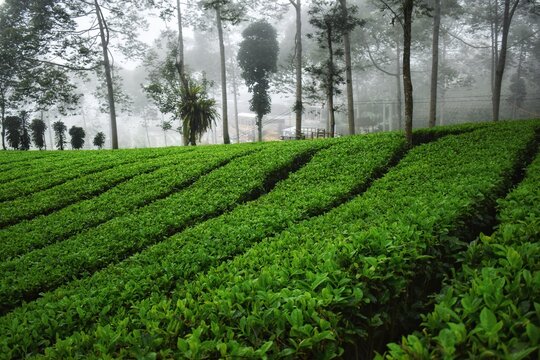 Panama tea plantation Wonosobo, Central Java, Indonesia. Beautiful green tea plantations. Cool foggy atmosphere. Beautiful natural scenery.

