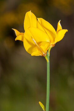 Spanish broom (Spartium junceum) in bloom, close-up of a bright yellow flower, Mediterranean region.