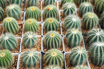 Obraz premium Group of small Golden Barrel Cactus in pots arranged in a row