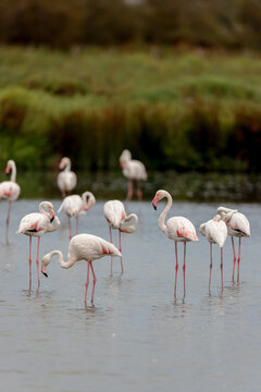 Group of Greater flamingos (Phoenicopterus roseus) in the shallow water of a lagoon in the Camargue, France.