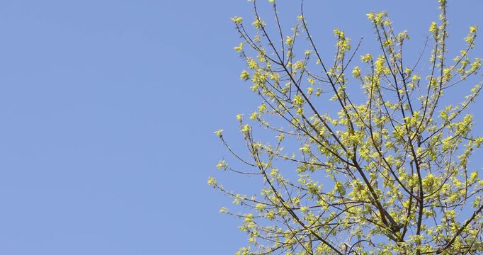 Leaves, Tree, in park, Seoul, South Korea