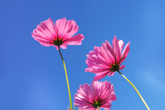 Low angle view of pink cosmos flowers blooming against clear blue sky