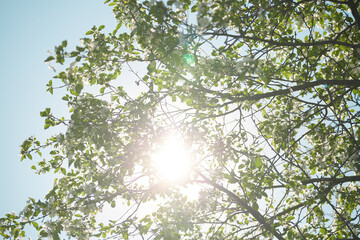Fototapeta premium Sunlight filtering through green leaves on a bright day