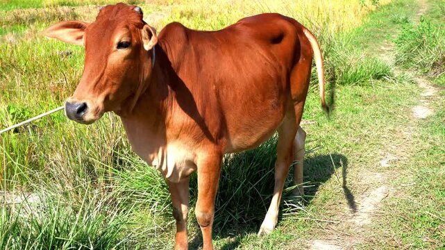 A medium shot of a slender, reddish-brown cow standing in a field of green grass and some dry stalks, with a white rope tied to its halter and extending out of frame to the left, under bright