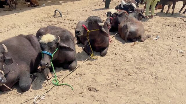 buffaloes are tied with ropes sitting in a cattle market. 4k video