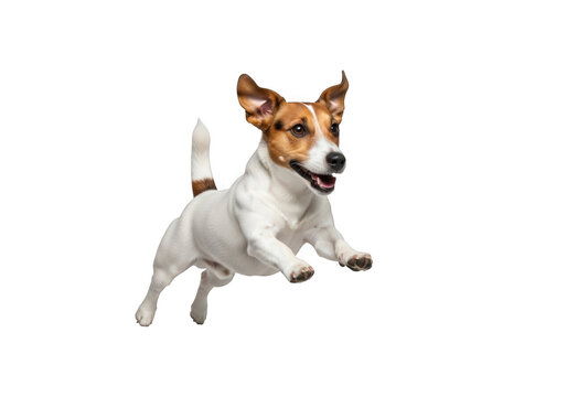 Jack russell terrier dog jumping in the air isolated on transparent background