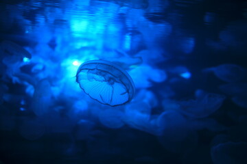 japanese jellyfish in an aquarium, in japan © nox