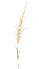 Fototapeta premium Close-up of a single dried reed on white background.
