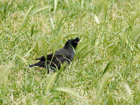 Mainate hupp&eacute; (Acridotheres cristatellus) en vol au-dessus de la v&eacute;g&eacute;tation &agrave; Lisbonne