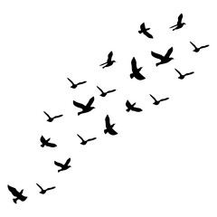Fototapeta premium Flock Birds Flying Silhouette