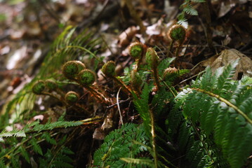 Fern © Rainbow7