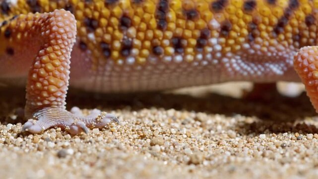 Leopard Gecko Resting on Sand, Detailed View of Textured Legs and Feet