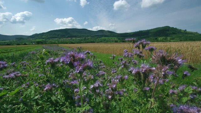 bees on phacelia flowers at edge of cereal field in summer