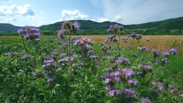 bees on phacelia flowers at edge of cereal field in summer