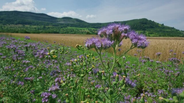bees on phacelia flowers at edge of cereal field in summer
