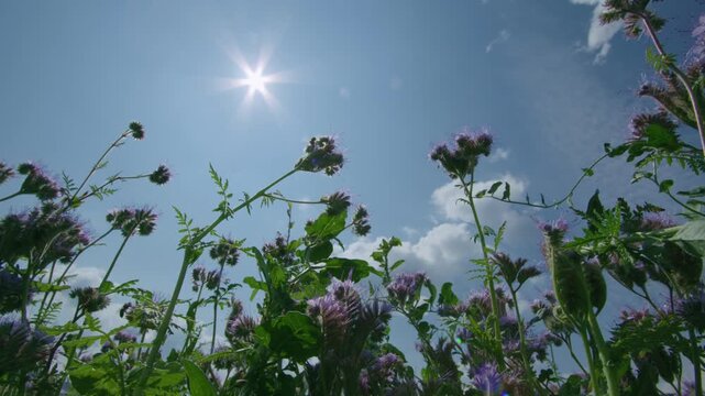 bees on phacelia flowers at edge of cereal field in summer