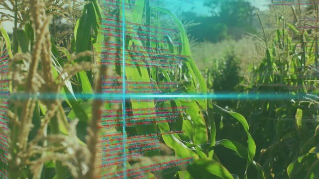 Camera panning along corn row, teal dot starting scan, code wrapping, fading, revealing sunlit rows