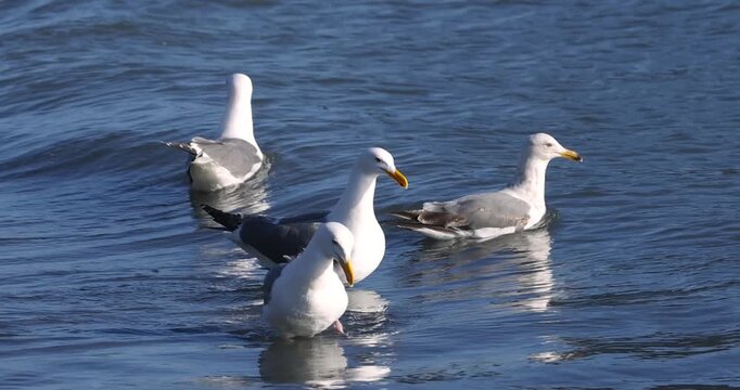 Flock of seagulls swimming in ocean waves