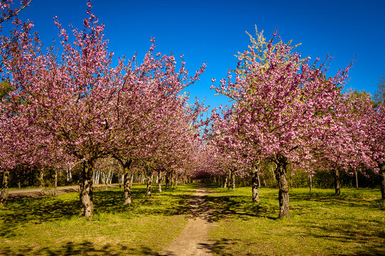 Kirsch Bl&uuml;ten Weg.