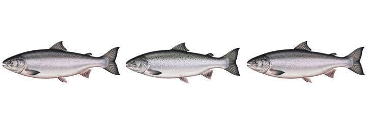 Fototapeta premium Fresh Raw Atlantic Salmon Fish Isolated Illustration