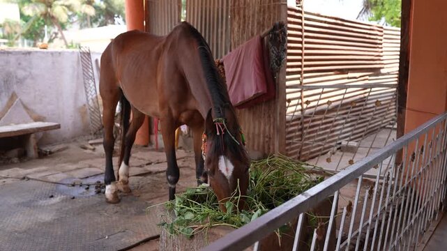 Horse with Green Fodder in Village India