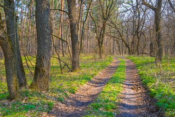 ground road among green spring forest © Yuriy Kulik