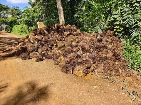 Oil Palm waste (jangkos) in Kalimantan plantations is turned into organic fertilizer