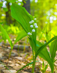 closeup may-lily bush in blossom on spring forest glade © Yuriy Kulik