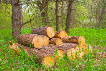 heap of tree trunk on the forest glade © Yuriy Kulik