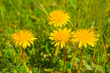 closeup yellow dandelion in the green grass © Yuriy Kulik