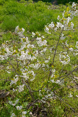 Fototapeta premium Closeup of small flowering cherry shrub on green grass background.
