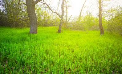 fresh green grass on spring forest glade in light of sparkle sun © Yuriy Kulik