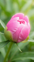 Fototapeta premium Pink Peony Flower Blooming in Garden
