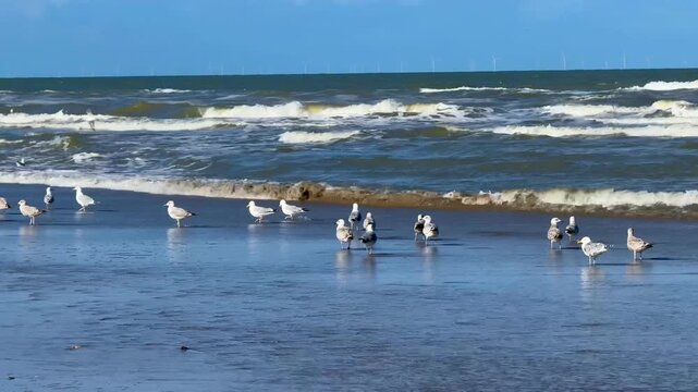Ocean water, 4K video of a coastal landscape of seagull birds in the waves of the blue ocean of the North Sea outdoor at daytime during springtime season on the beach of Noordwijk aan zee in The Nethe