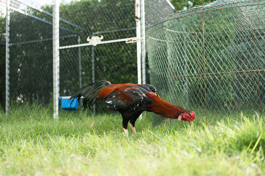 The gamecocks were pecking and eating food outside the coop in the grass