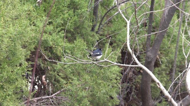 Oriental Magpie-Robin Bird on a tree branch