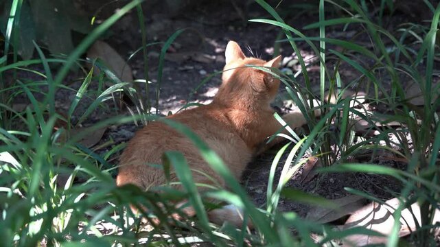 Backshot of an Orange Cat Lying in the Grass