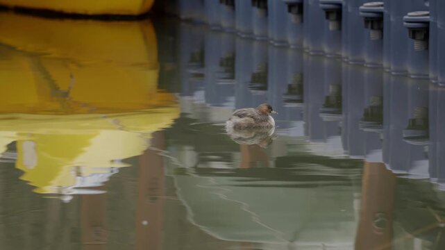 Little Grebe (Tachybaptus ruficollis) Swimming in the Waters 1