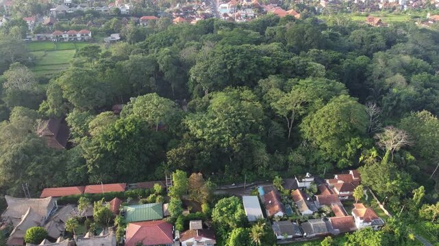 Cinematic aerial drone moving right above the Sacred Monkey Forest Sanctuary in Ubud, Bali, Indonesia.