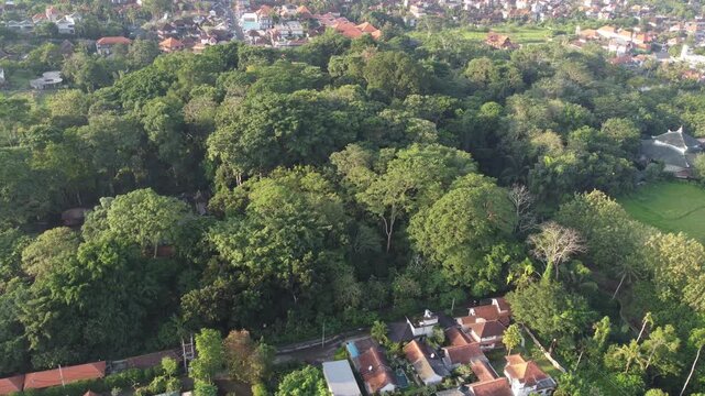Cinematic aerial drone orbiting right above the Sacred Monkey Forest Sanctuary in Ubud, Bali, Indonesia.