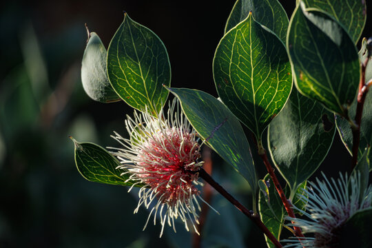 Australian native Hakea flower under natural sunlight
