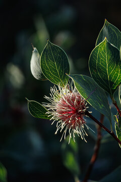 Wild Hakea flower in the Australian bush under natural sunlight